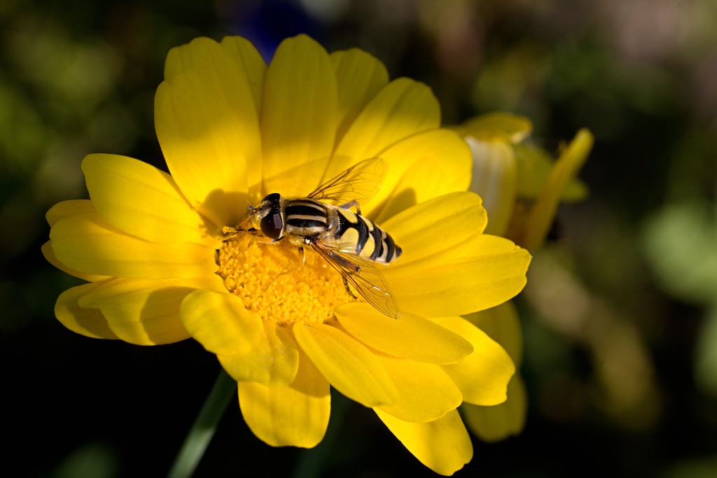 Helophilus trivittatus Citroenpendelvlieg insect insecten kever kevers tor torren spin spinnen wesp wespen bij bijen sprinkhaan sprinkhanen vlieg vliegen mug muggen